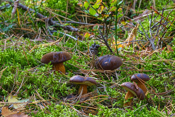 Grzyby jadalne w jesiennym  lesie