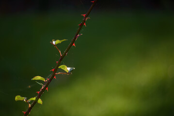 ROSE IN THE FALL - A colorful season in the flower beds of the city park