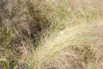 full frame of dry grasses