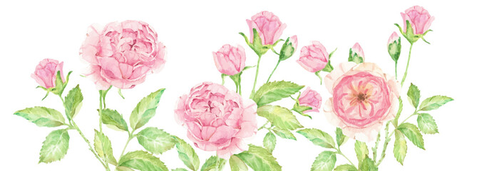 watercolor beautiful English rose flower bouquet garden frame