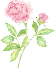 Fototapeta premium watercolor beautiful English rose flower branch bouquet
