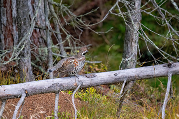 a hazel grouse, tetrastes bonasia,  perching on a branch