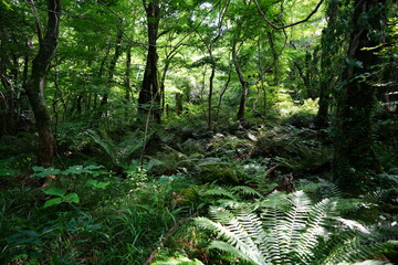 fern in the gleaming sunlight