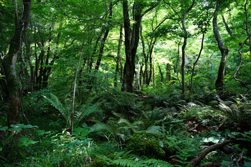 fascinating spring forest in the gleaming sunlight