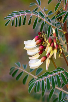 Detail of the beautiful flowers of the plant called Astragalus monspessulanus,