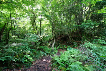 fresh green forest in the sunlight