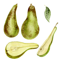 Collection of hand drawn watercolor pears isolated on white background