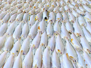 Dried Fish on net. Small dried fish in Fishing village