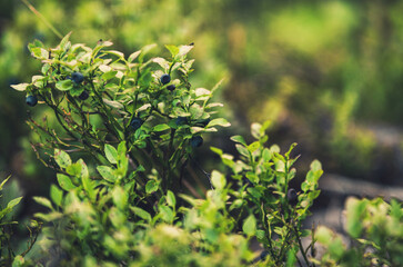 Blueberry Bush Closeup