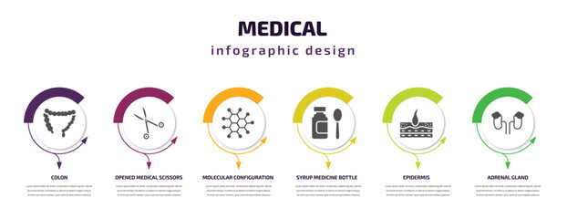 Fototapeta premium medical infographic template with icons and 6 step or option. medical icons such as colon, opened medical scissors, molecular configuration, syrup medicine bottle, epidermis, adrenal gland vector.
