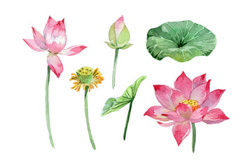 Watercolor lotus flowers and leaves collection