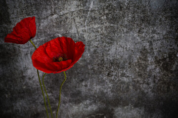World War remembrance day. Red poppy is symbol of remembrance to those fallen in war.