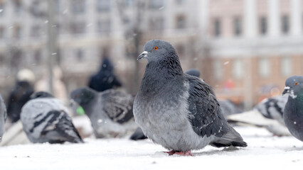 pigeons walk in the snow in winter, freeze from the cold in the cold during a blizzard
