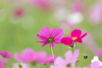 Fototapeta premium 満開のコスモス畑