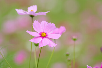 満開のコスモス畑
