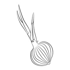 onion in a thin line. Vector on a white background