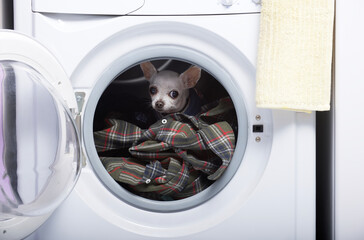 A small white Chihuahua dog sits deep in the open drum of a washing machine quietly looking straight into the camera. The dog sits among the clothes.