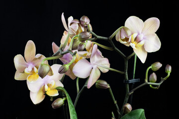 Beautiful orchid with pink flowers on a black background. Floral natural background in a dark key. Phalaenopsis Scention