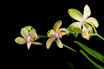 Flowers of the varietal orchid Julia on a black background. Phalaenopsis yellow close-up. Beautiful...