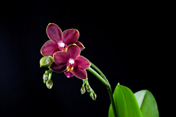 Phalaenopsis orchid with dark red flowers on a black background. Beautiful floral background. Orchid multiflora Phoenix