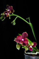 Phalaenopsis orchid with dark red flowers on a black background. Beautiful floral background. Orchid multiflora Phoenix