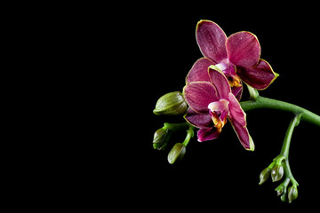 Phalaenopsis orchid with dark red flowers on a black background. Beautiful floral background. Orchid multiflora Phoenix