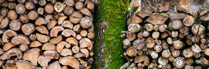 Rustic background with tree and woodpile of firewood. The tree trunk is covered with green moss....