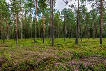 Fototapeta na wymiar Beautiful and well cared pine forest in Sweden