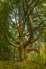 Strange growing chandelier tree in Sweden