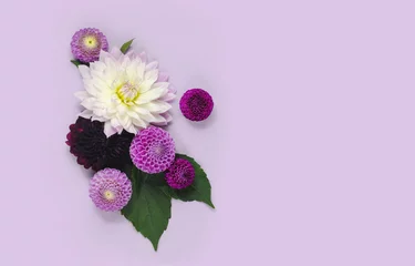 Fototapeten Composition with dahlias on a lilac background with space for the text. © Anastasia Albrecht