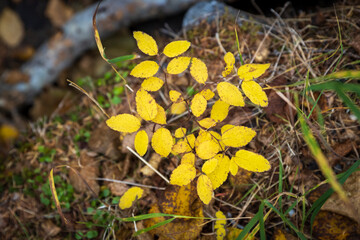 Top view of yellow autumn leaves of plants. Colorful foliage close up. Autumn season. Beautiful natural autumn background. Shallow depth of field and blurry background. Soft focus. Great for design.