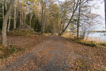 Fototapeta na wymiar Autumn forest road along the lake shore, strewn with autumn leaves. Autumn view.