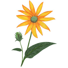 Fototapeta premium Yellow Topinambur with Green Leaves Isolated on White Background. Jerusalem Artichoke Flower Element Drawn by Colored Pencil.
