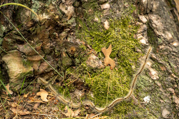 High angle view of centipede crawling on tree trunk at forest