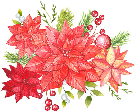 Composition of red poinsettia flowers and spruce branches. Watercolor on white background