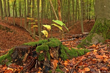 Junger Baum auf morschem Baumstumpf im Buchenwald