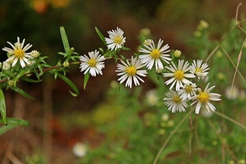 Verwilderte Herbstaster (Symphyotrichum) mit Morgentau
