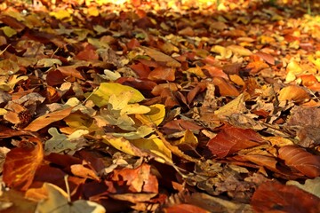 Buntes Herbstlaub am Boden