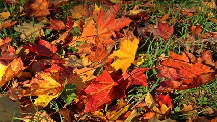 Herbstlaub des Spitzahorns (Acer platanoides)