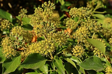Blühender Efeu (Hedera helix) im Herbst