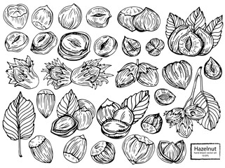 Hazel nut set. Isolated flat hazelnut in shell and peeled with leaves sketch icons. Natural healthy hazel nut organic food collection. Vegetarian diet snack vector illustration