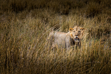 Perfect camouflage, lion in the grasslands of the Amboseli National Park, Kenya
