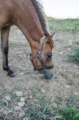 Naklejka na ściany i meble Horse grazing in the pasture at a horse farm in Greece