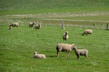Sheep at Blackwood in Country Victoria, Australia