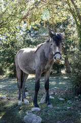 Obraz na płótnie Canvas Horse. Farm animals. Farm in Greece.