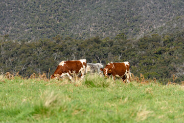 Fototapeta na wymiar Brpwm Cows in Blackwood, Country Victoria Australia