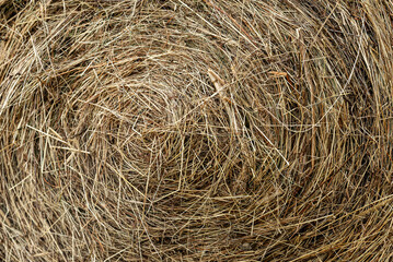 Stack of hay. Autumn background. The hay is twisted.