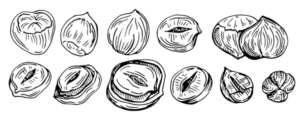Fototapeta na wymiar Hazel nut set. Isolated flat hazelnut in shell and peeled with leaves sketch icons. Natural healthy hazel nut organic food collection. Vegetarian diet snack vector illustration