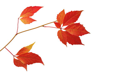 Fall red leaves  isolated on white background for Thanksgiving or Halloween autumn concept.