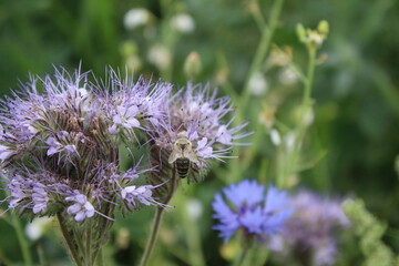 Fototapeta premium Wildblumen aus nächster Nähe. Tageslichtfoto. Bunte Blüten. Grünes Gras. Üppiges Laub. Insekten bei der Bestäubung. Sommerfeldszene. Landschaftliche Schönheit. Das Grün einer Wiese. Natürlichen.